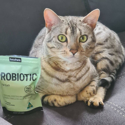Probiotic for Cats