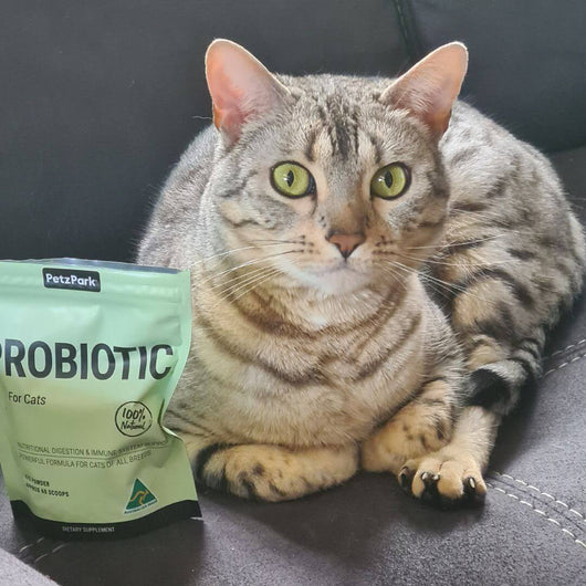 Probiotic for Cats