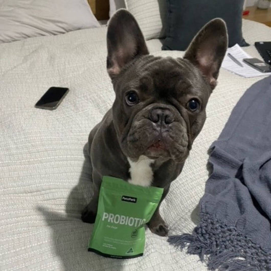 Probiotics for Dogs
