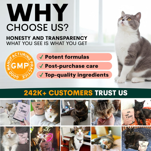 Hip + Joint for Cats