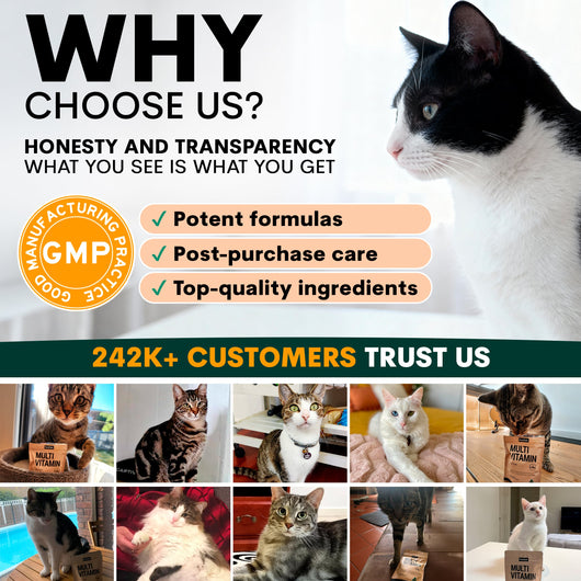 Multivitamin for Cats