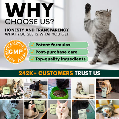 Probiotic for Cats