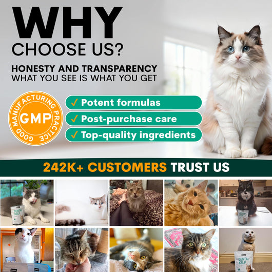 Plaque Control for Cats