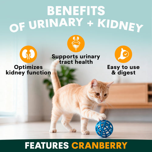Urinary + Kidney for Cats