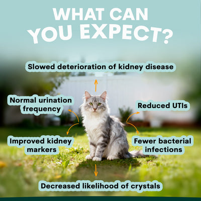 Urinary + Kidney for Cats