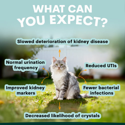 Urinary + Kidney for Cats