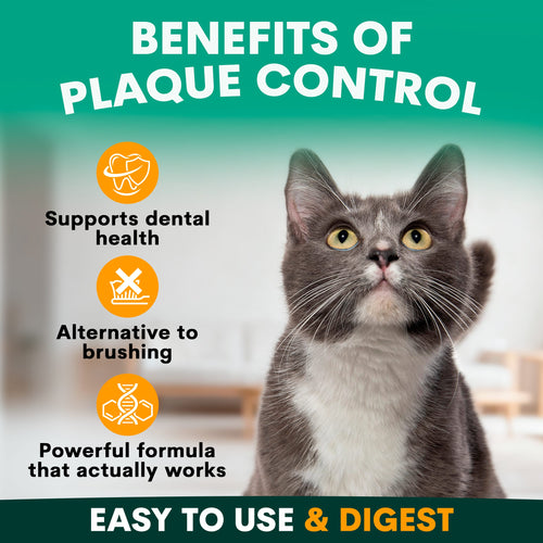 Plaque Control for Cats