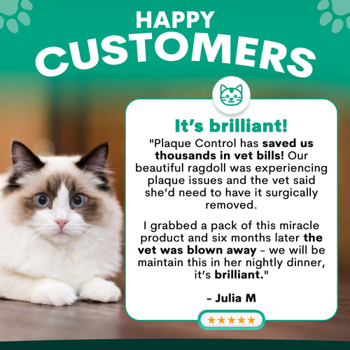 Plaque Control for Cats