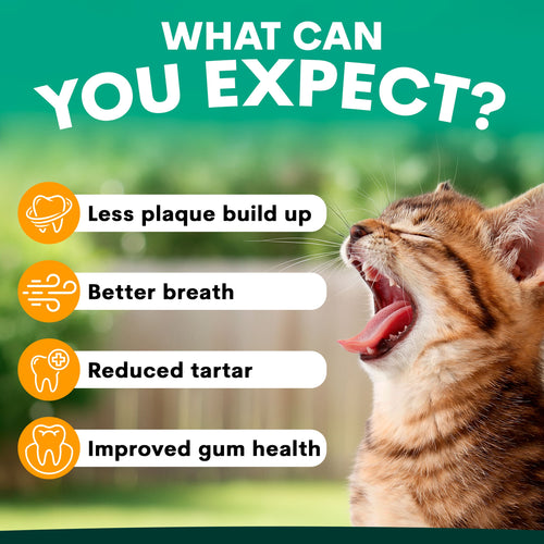 Plaque Control for Cats
