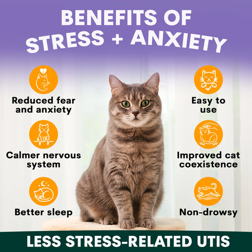 Stress + Anxiety for Cats