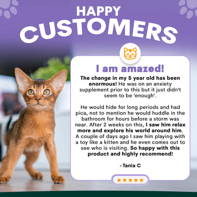 Stress + Anxiety for Cats