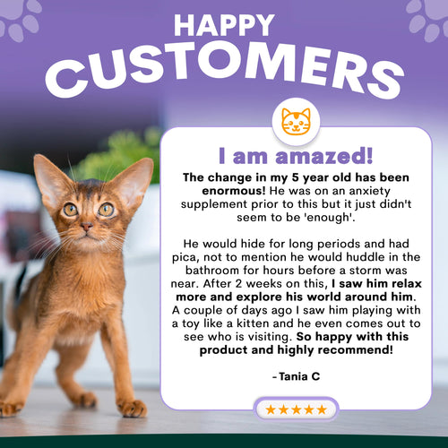 Stress + Anxiety for Cats