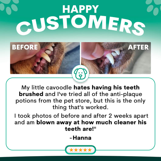 Plaque Control for Dogs