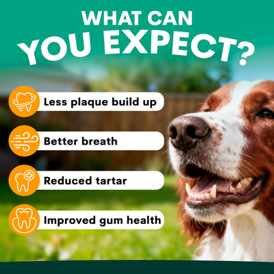 Plaque Control for Dogs