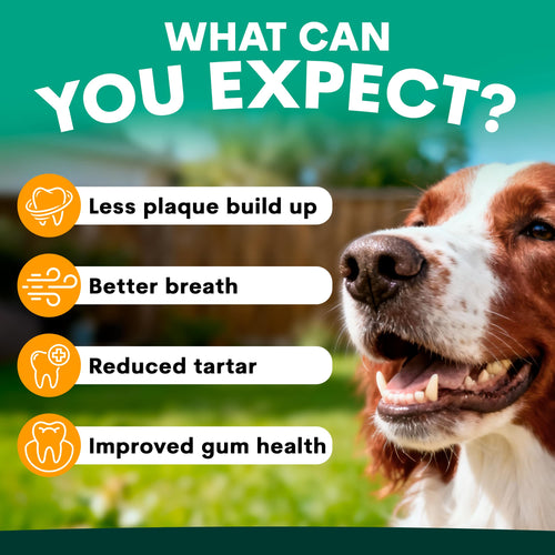Plaque Control for Dogs