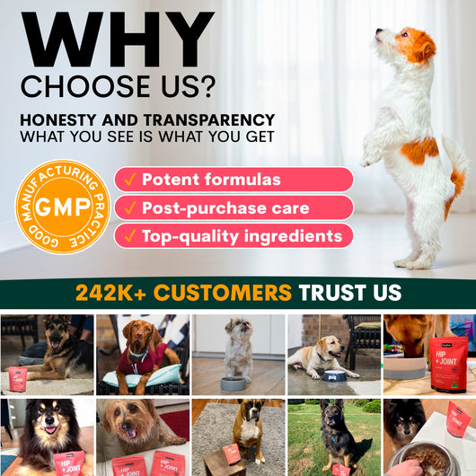 Hip + Joint for Dogs