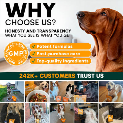 Multivitamin for Dogs