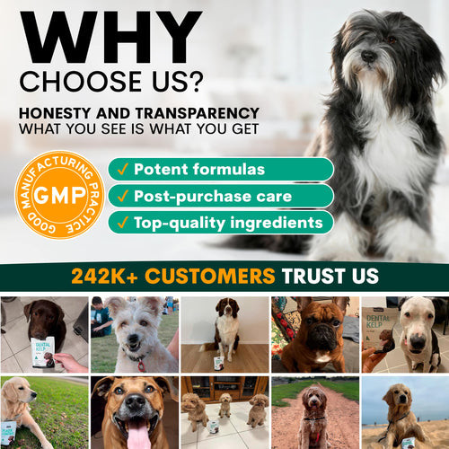 Plaque Control for Dogs