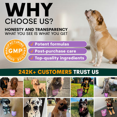 Stress + Anxiety for Dogs