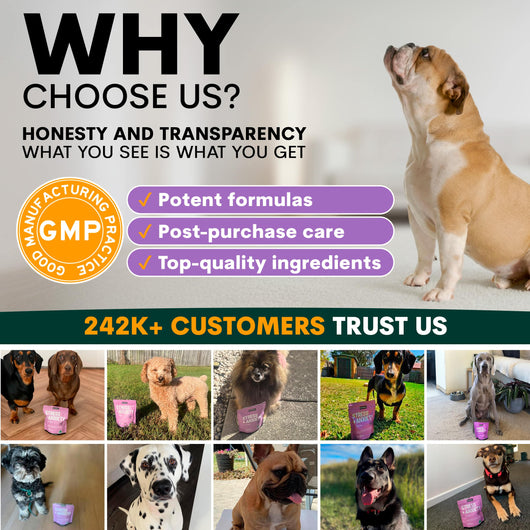 Stress + Anxiety for Dogs